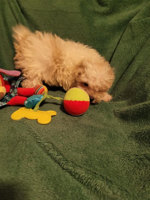 Maltipoo chłopiec Warszawa maltańczyk pudel