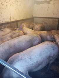 Продам свиней мясной породи