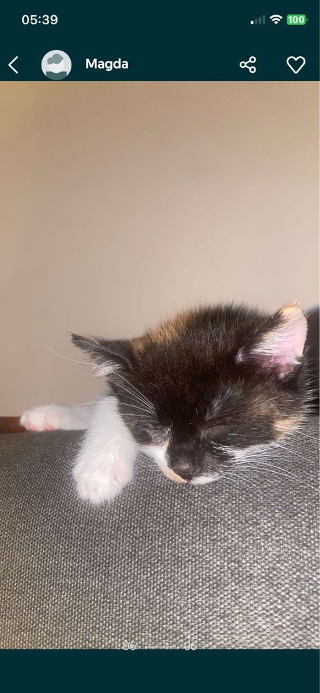 Urocza Perełka do adopcji