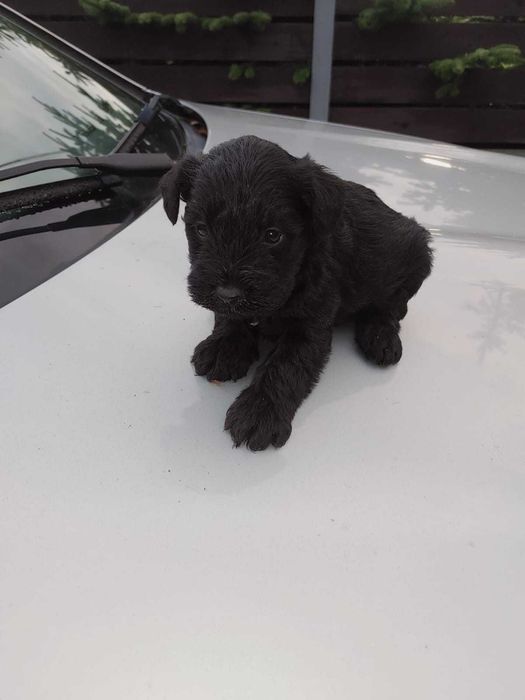 Sznaucer miniaturowy