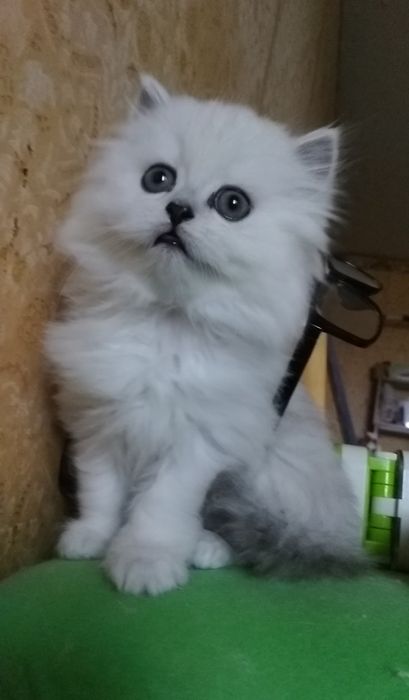 Серебристый шиншилла белый пепельный хайленд