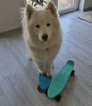 Deskorolka dla dzieci fiszka decathlon oxelo skateboard deska