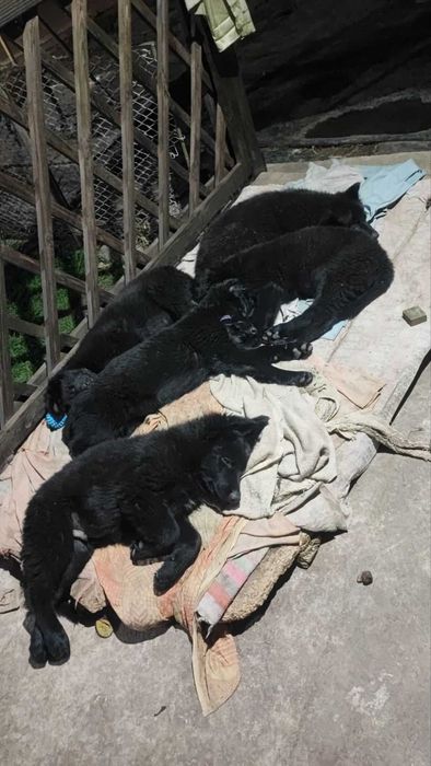 Цуценята німецької вівчарки