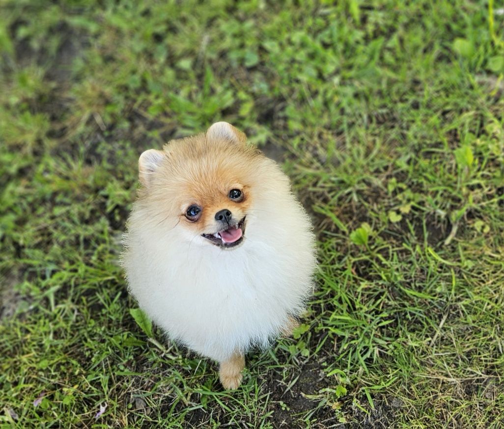 Piesek pomeranian ZKwP FCI do odbioru