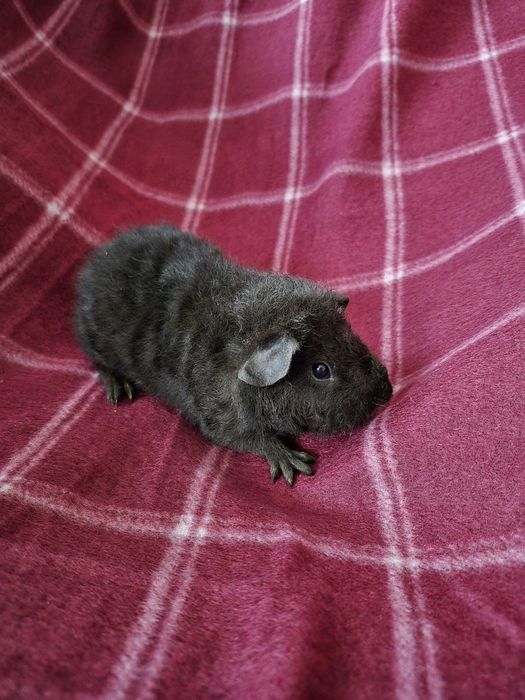 Świnki morskie US Teddy