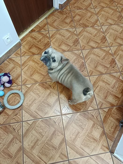 Buldog francuski -suczka