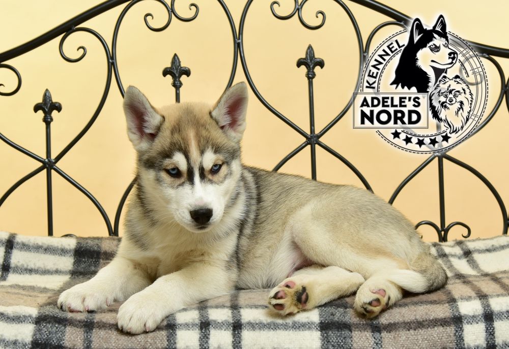 Щенки хаски, документы ксу