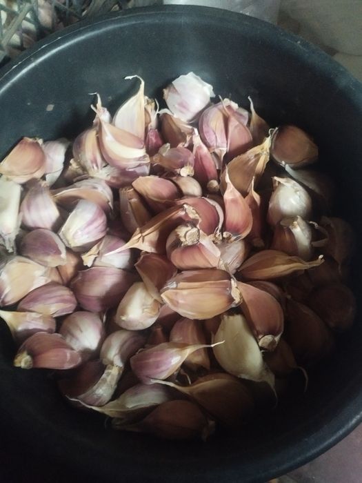 Чеснок (часник) сорт Любаша калибр 50-60+