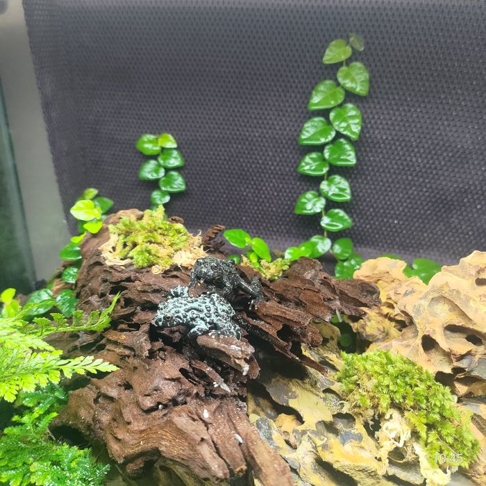 Bombina orientalis – kumak dalekowschodni