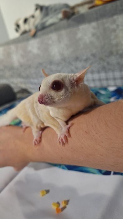 Lotopałanka Karłowata Samica Cremeino