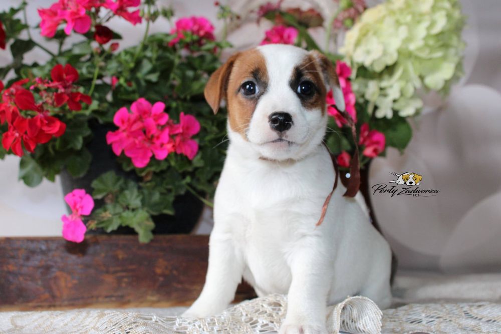 Sunia Jack Russell Terrier ZKwP FCI Gotowa do odbioru