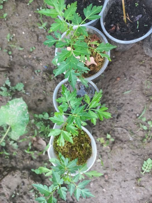 Мелія  ацедарах.