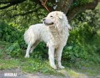 Golden retriever mix Mikołaj duży adopcja za darmo oddam