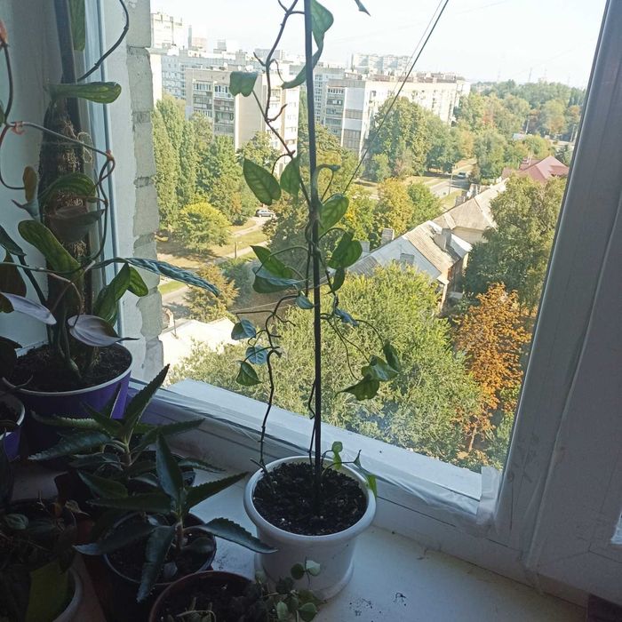 Комнатные цветы монстера, филодендрон Миканс, лечебная каланхоя и др.