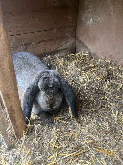 Barany 1+3  likwidacja sprzedam