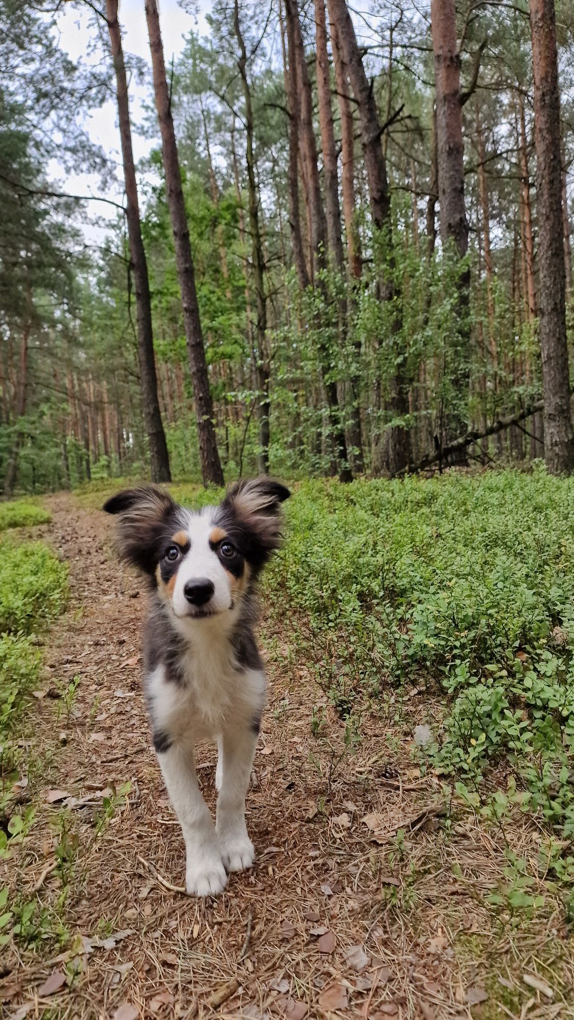 Border Collie suczka czarno biała tricolor