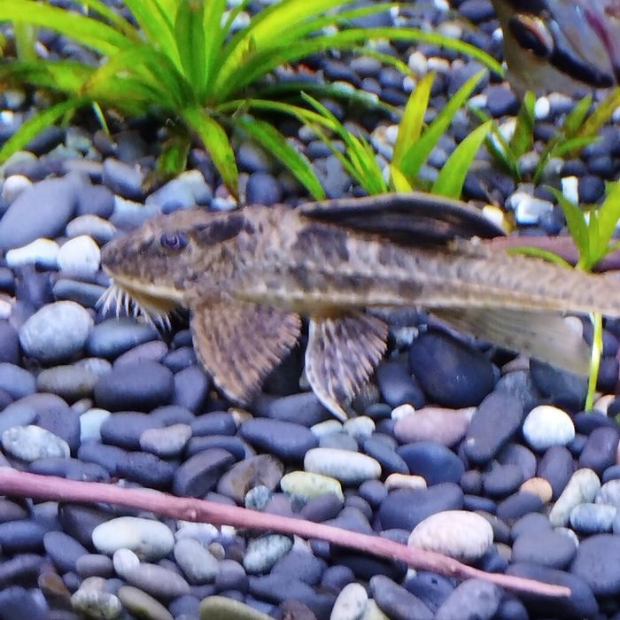 Loricarie Rio Atabapo sprzedam