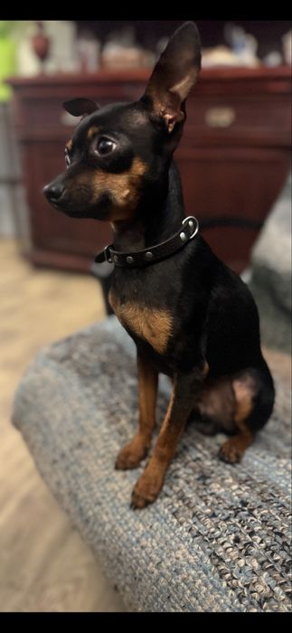 Щенки Той Терьера