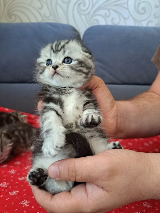 Котята шотландские мраморные