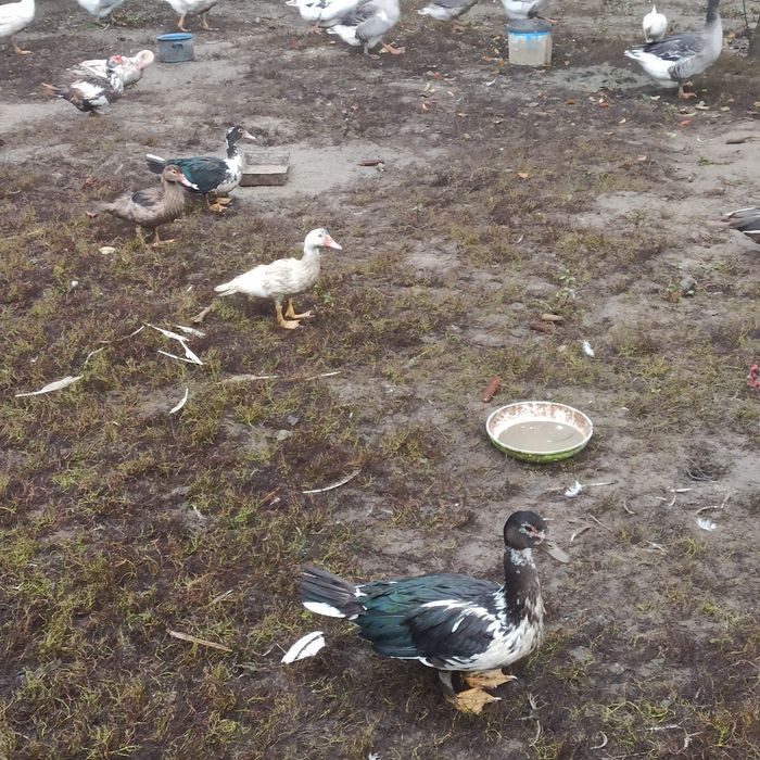Gęsi landes oraz mixy 2025