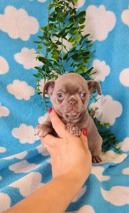 Estupenda mini Lilac de Qualidade. Linhagem Russa