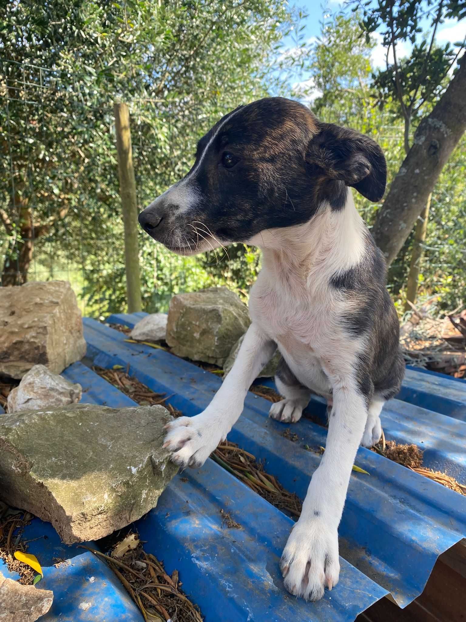 Pinóquio - Bebé para Adopção