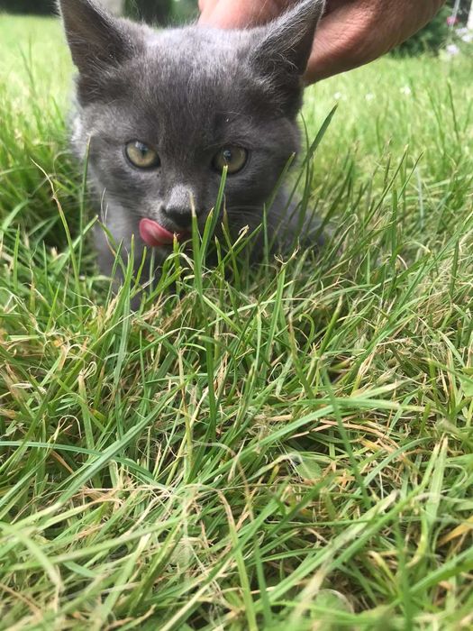 Котик, сіренький