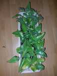 ŻYWORÓDKA pierzasta Kalanchoe