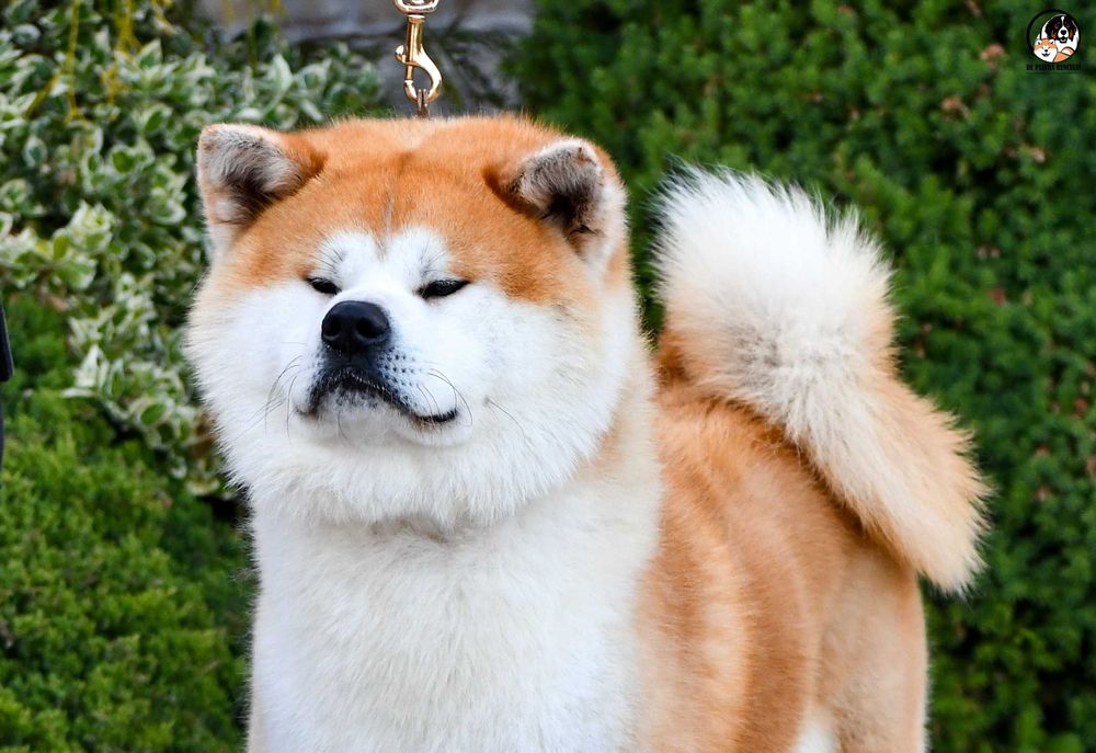 Akita Inu (japońska), ZKwP / FCI & AKIHO - czerwony piesek LC