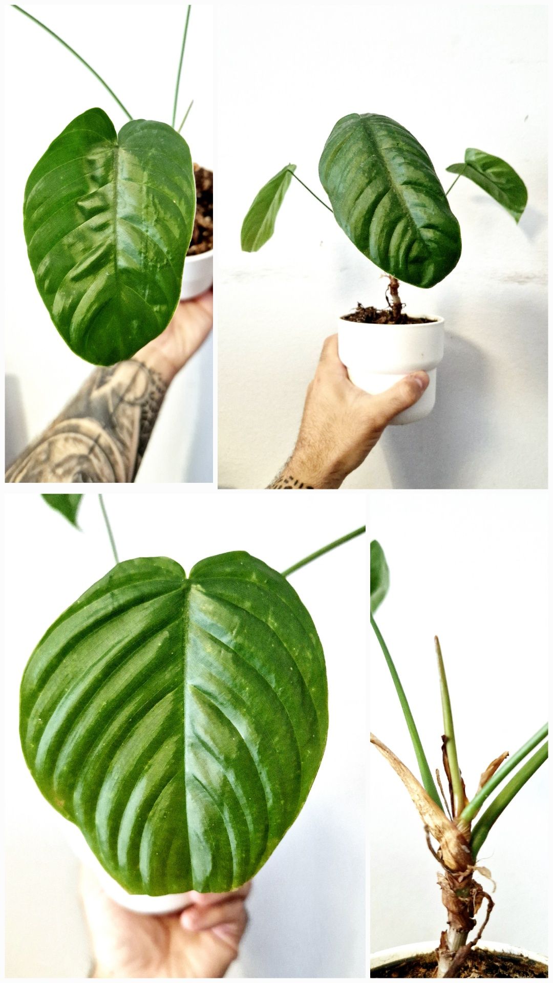 Conjunto 5 Philodendrons