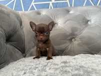 Chihuahua krótkowłosa