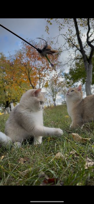 Британська золота та голуба шиншила