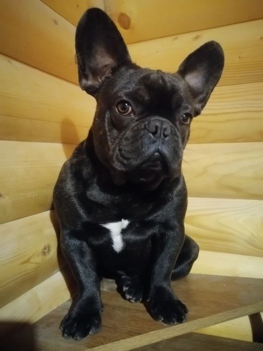 Французский бульдог КСУ вязка Киев!!!