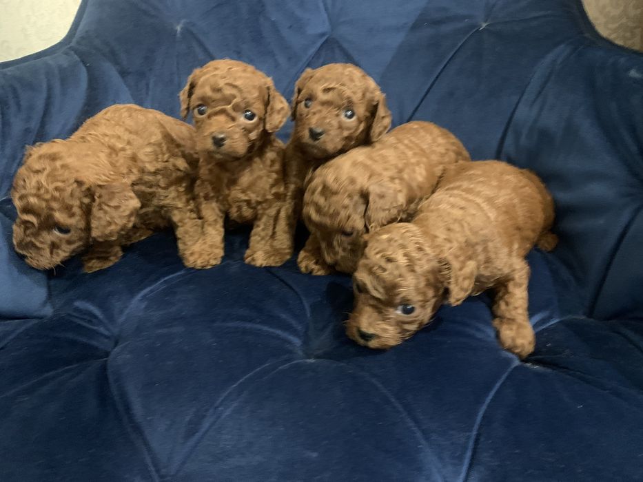 Той пудель Китай. Хлопчики і дівчатка