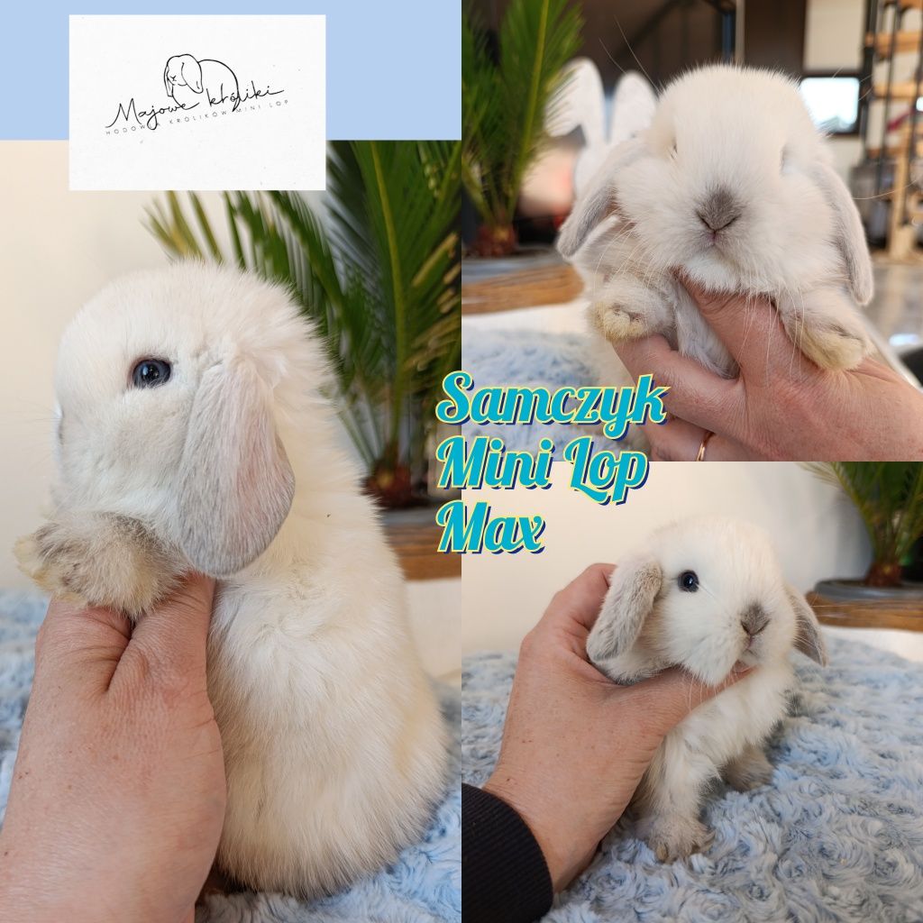 Królik króliczek mini lop hodowla zarejestrowana 910-P