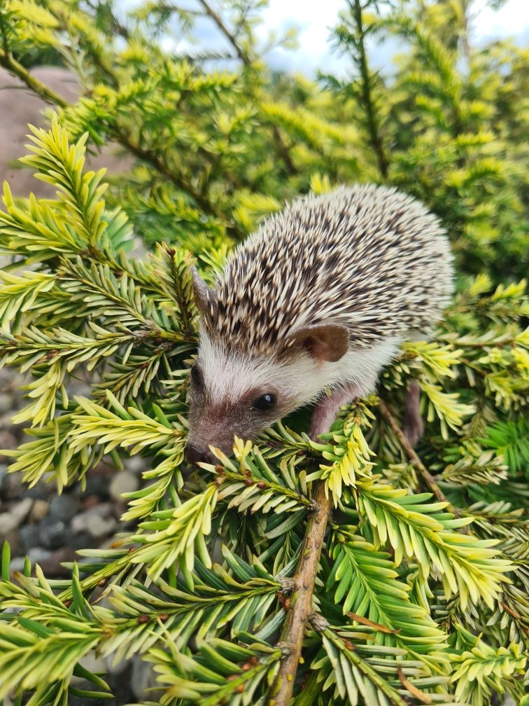 DO REZERWACJI Afrykański jeż pigmejski samiczka