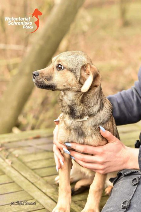 Szczeniaczek do adopcji! Candy