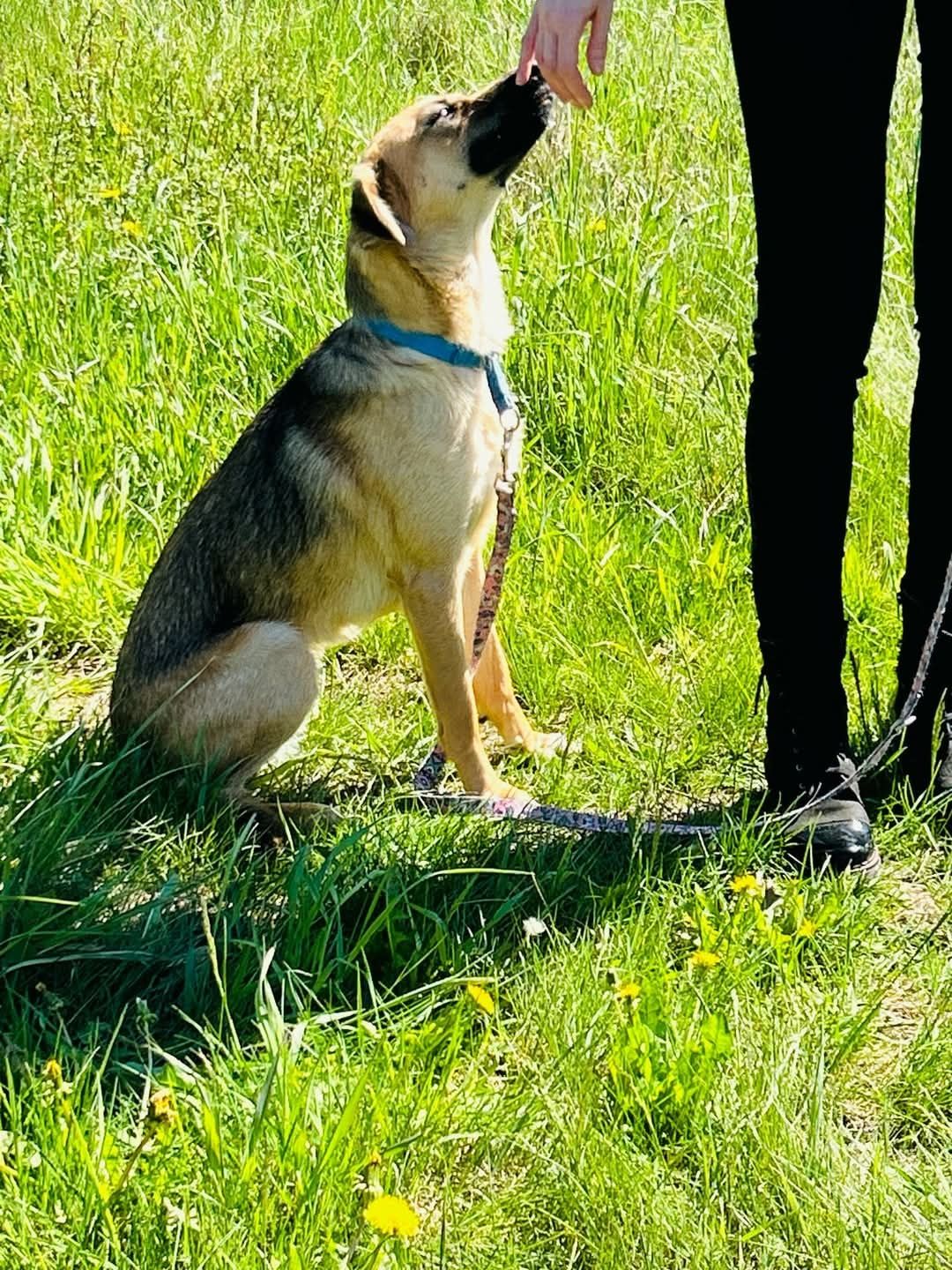 Cola gotowa do adopcji