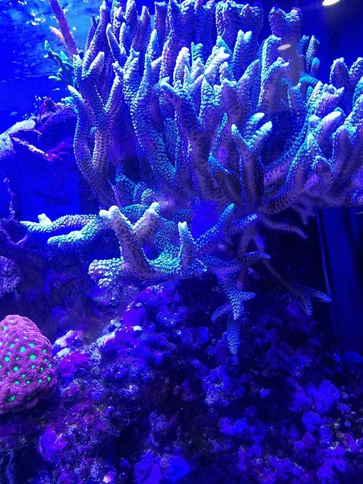 Corais Seriatopora guttatus 20cmX25cm