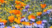 1кг Мавританский газон цетущий газонная трава  с цветами