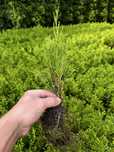 Thuja Szmaragd 2-latek, sadzonki „goły korzeń”