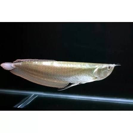 Arowana Prata ( Sem drop Eye ) 25cm
