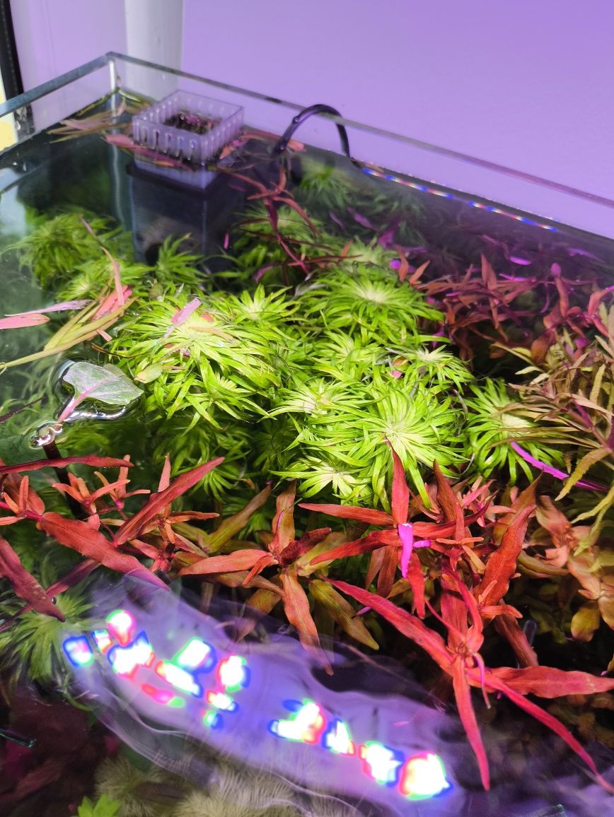 Rośliny akwariowe ryby neon akwarium słodkowodne neony