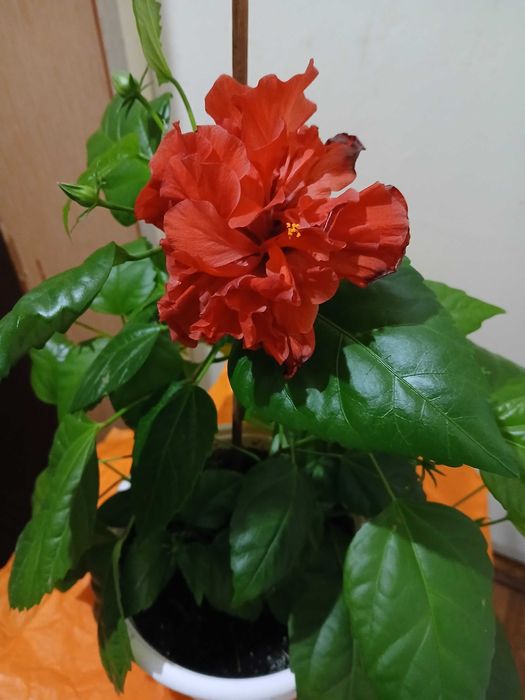 Китайська троянда гібіскус доросла квітка