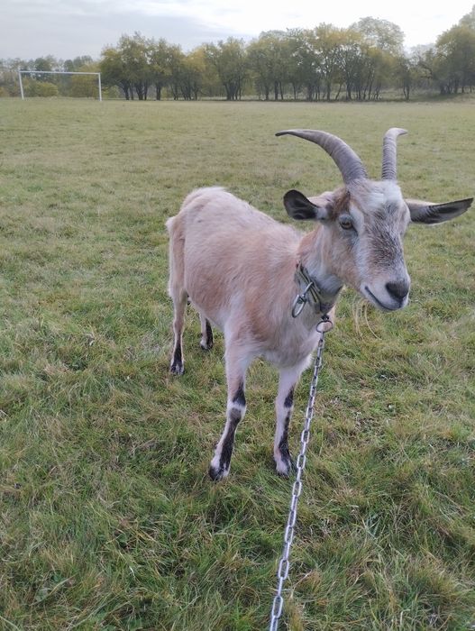 Продається дійна коза