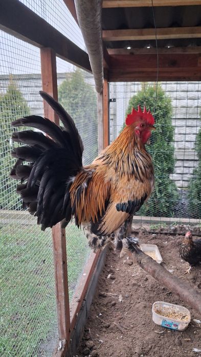 Koguty Karzelek polski Cwerg