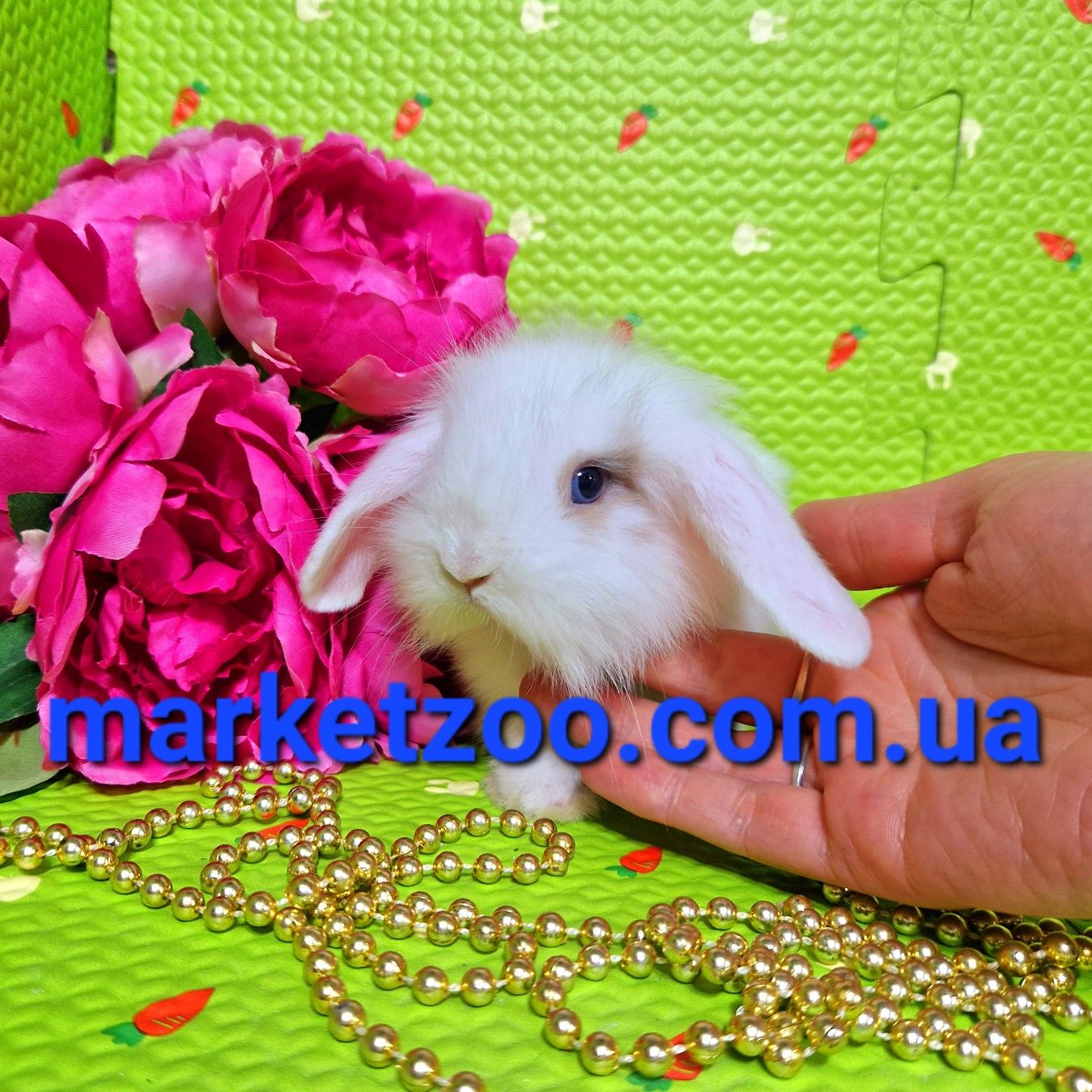 Mini lop  міні мини карликовые кролики вислоухий баранчик