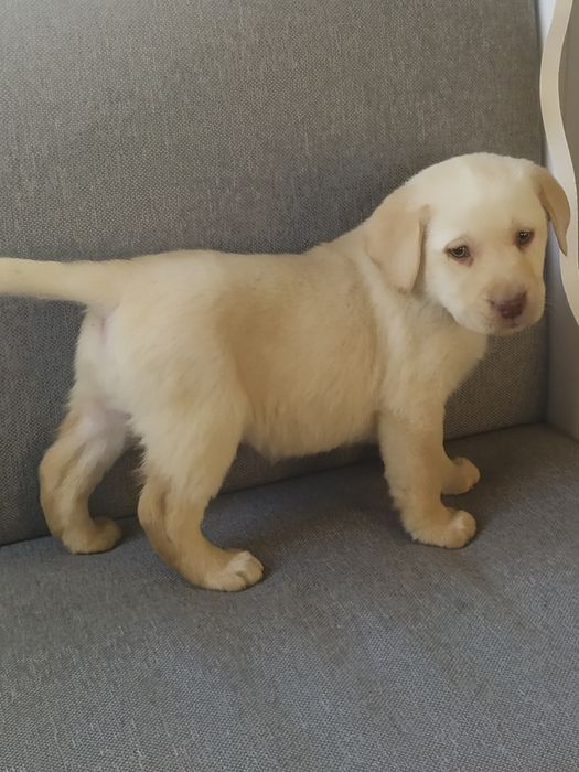 Labrador retriever