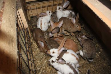 Mlode króliki do hodowli