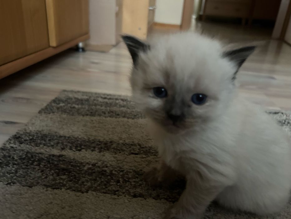 Piekne kotki Neva Masquerage